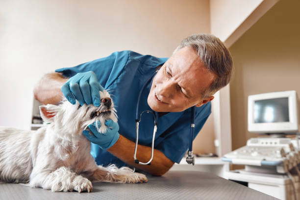 Best Same-Day Emergency Dental Services in Greenbelt, MD